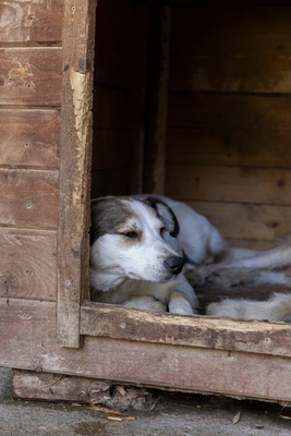 Ella – kleines Energiebündel sucht ihre Menschen! 💕🐾, Mischling - Hündin