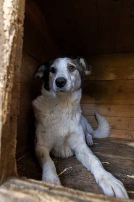 Ella – kleines Energiebündel sucht ihre Menschen! 💕🐾, Mischling - Hündin