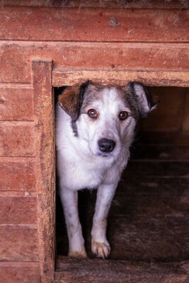 Ella – kleines Energiebündel sucht ihre Menschen! 💕🐾, Mischling - Hündin
