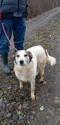 Ella – kleines Energiebündel sucht ihre Menschen! 💕🐾, Mischling - Hündin