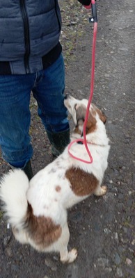 Ella – kleines Energiebündel sucht ihre Menschen! 💕🐾, Mischling - Hündin