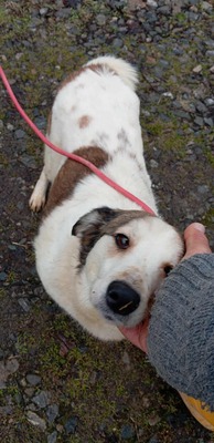 Ella – kleines Energiebündel sucht ihre Menschen! 💕🐾, Mischling - Hündin