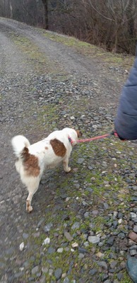 Ella – kleines Energiebündel sucht ihre Menschen! 💕🐾, Mischling - Hündin