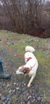 Ella – kleines Energiebündel sucht ihre Menschen! 💕🐾, Mischling - Hündin