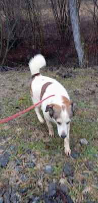 Ella – kleines Energiebündel sucht ihre Menschen! 💕🐾, Mischling - Hündin