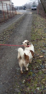 Ella – kleines Energiebündel sucht ihre Menschen! 💕🐾, Mischling - Hündin