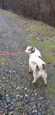 Ella – kleines Energiebündel sucht ihre Menschen! 💕🐾, Mischling - Hündin