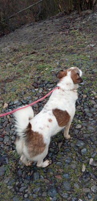 Ella – kleines Energiebündel sucht ihre Menschen! 💕🐾, Mischling - Hündin