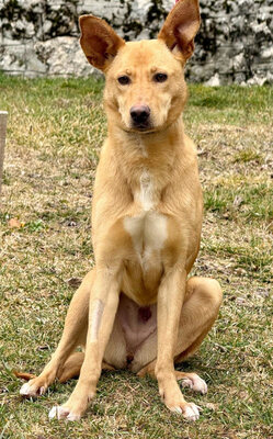 Ella sucht IHRE Familie, Mischling - Hündin