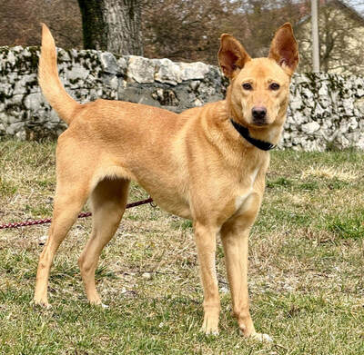 Ella sucht IHRE Familie, Mischling - Hündin