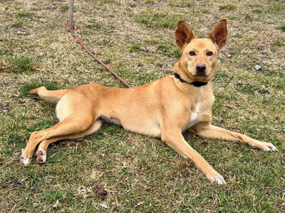 Ella sucht IHRE Familie, Mischling - Hündin