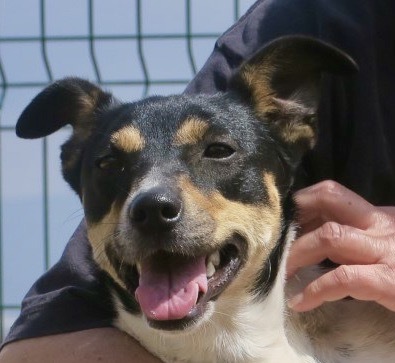 Elli / Tessa, Bodeguero Andaluz - Hündin