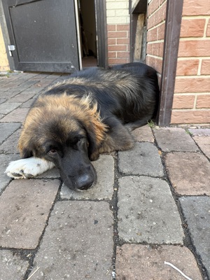 Elli und Söckchen, Leonberger Goldenretriver - Hündin
