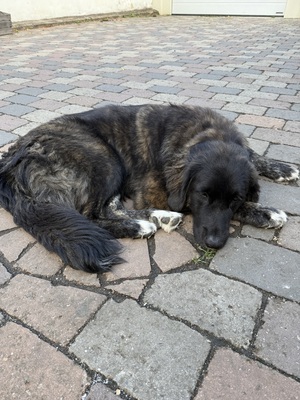 Elli und Söckchen, Leonberger Goldenretriver - Hündin