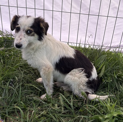 Elliot, Mix - Rüde