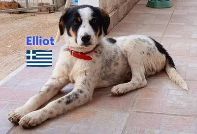 Elliot, griechischer Schäferhund - Rüde