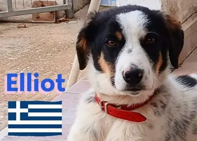 Elliot, griechischer Schäferhund - Rüde