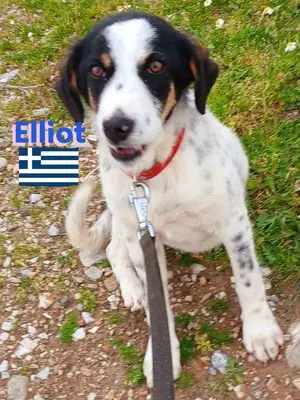 Elliot, griechischer Schäferhund - Rüde