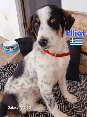 Elliot, griechischer Schäferhund - Rüde