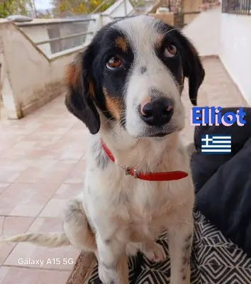 Elliot, griechischer Schäferhund - Rüde