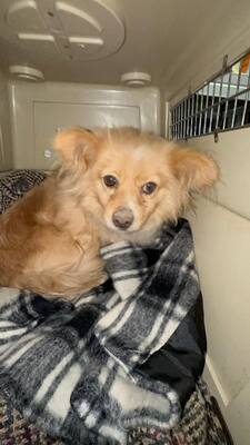 Elly, ein kleines Zwergerl auf der Suche nach ihrem Glück ✨