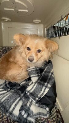 Elly, ein kleines Zwergerl auf der Suche nach ihrem Glück ✨, Mischling - Hündin