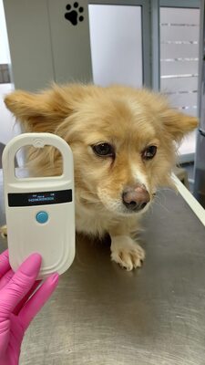 Elly, ein kleines Zwergerl auf der Suche nach ihrem Glück ✨, Mischling - Hündin