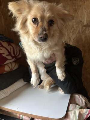 Elly, ein kleines Zwergerl auf der Suche nach ihrem Glück ✨, Mischling - Hündin