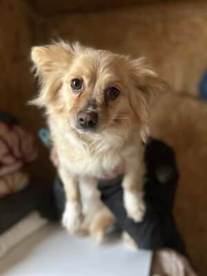 Elly, ein kleines Zwergerl auf der Suche nach ihrem Glück ✨, Mischling - Hündin