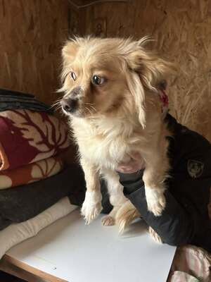 Elly, ein kleines Zwergerl auf der Suche nach ihrem Glück ✨, Mischling - Hündin