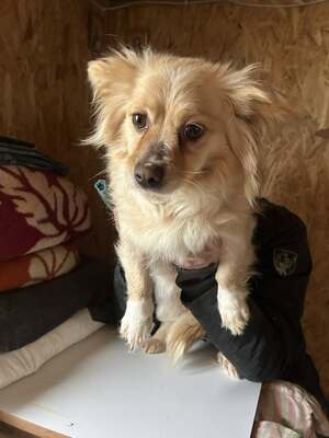 Elly, ein kleines Zwergerl auf der Suche nach ihrem Glück ✨, Mischling - Hündin