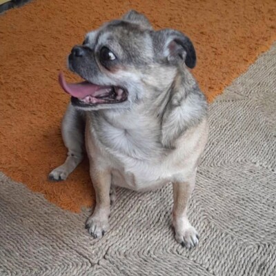 💥Elly zauberhafte Retromopshündin sucht nach Tod ihres Frauchens neues Zuhause 💥, Retro Mops - Hündin