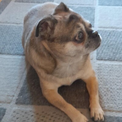 💥Elly zauberhafte Retromopshündin sucht nach Tod ihres Frauchens neues Zuhause 💥, Retro Mops - Hündin