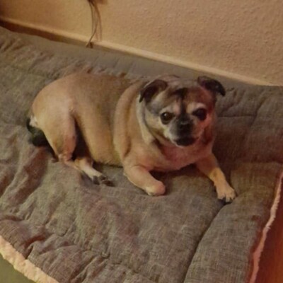 💥Elly zauberhafte Retromopshündin sucht nach Tod ihres Frauchens neues Zuhause 💥, Retro Mops - Hündin