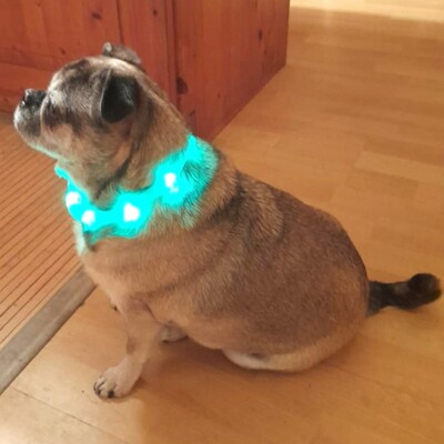 💥Elly zauberhafte Retromopshündin sucht nach Tod ihres Frauchens neues Zuhause 💥, Retro Mops - Hündin