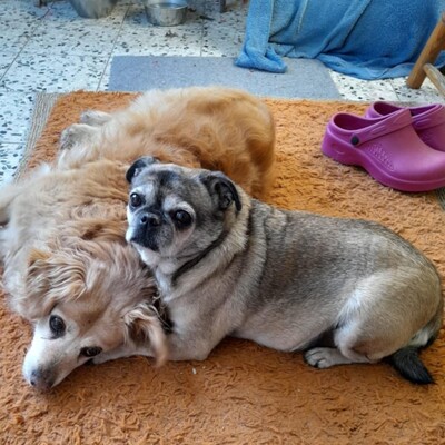 💥Elly zauberhafte Retromopshündin sucht nach Tod ihres Frauchens neues Zuhause 💥, Retro Mops - Hündin