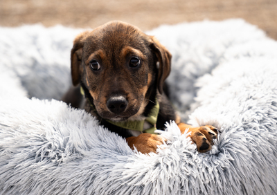 Elmino, Mischling Welpen - Rüde