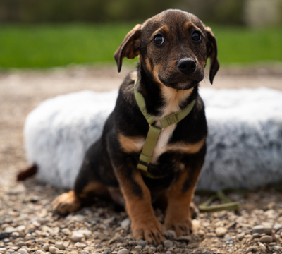 Elmino, Mischling Welpen - Rüde