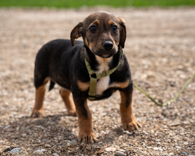 Elmino, Mischling Welpen - Rüde