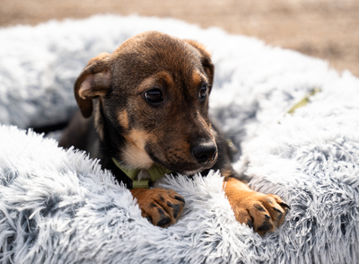 Elmino, Mischling Welpen - Rüde