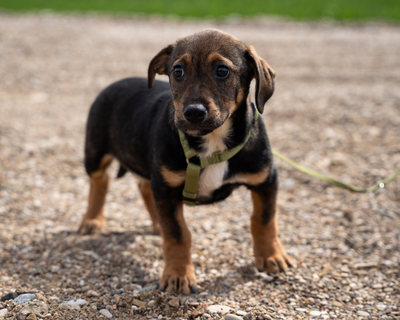 Elmino, Mischling Welpen - Rüde