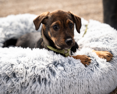 Elmino, Mischling Welpen - Rüde