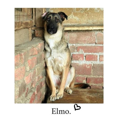 Elmo, Mischling - Rüde