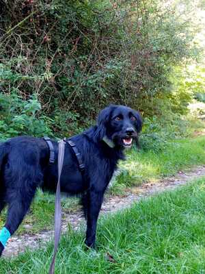 Elmo, Tereriermix - Rüde