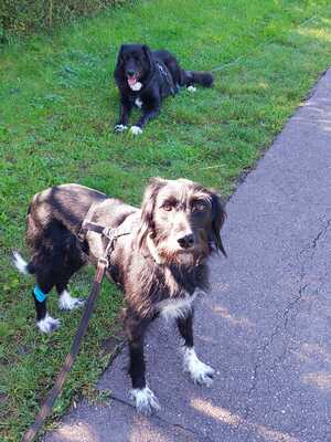 Elmo, Tereriermix - Rüde