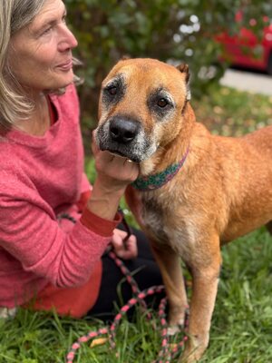 Elmo – ein großes Herz wartet auf seinen letzten Anker, Mischling - Rüde