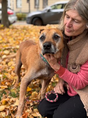 Elmo – ein großes Herz wartet auf seinen letzten Anker, Mischling - Rüde