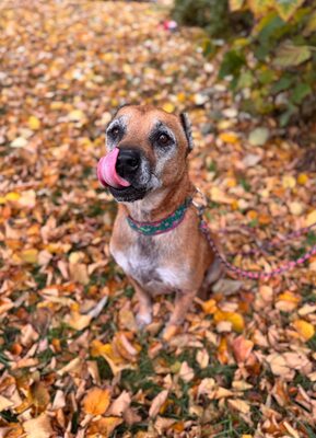 Elmo – ein großes Herz wartet auf seinen letzten Anker, Mischling - Rüde
