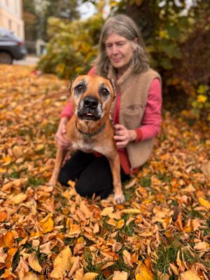 Elmo , ein toller Senior sucht seine Seniorenresidenz, Mischling - Rüde