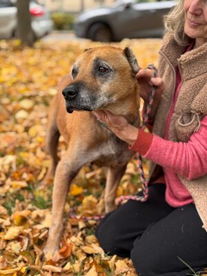 Elmo , ein toller Senior sucht seine Seniorenresidenz, Mischling - Rüde